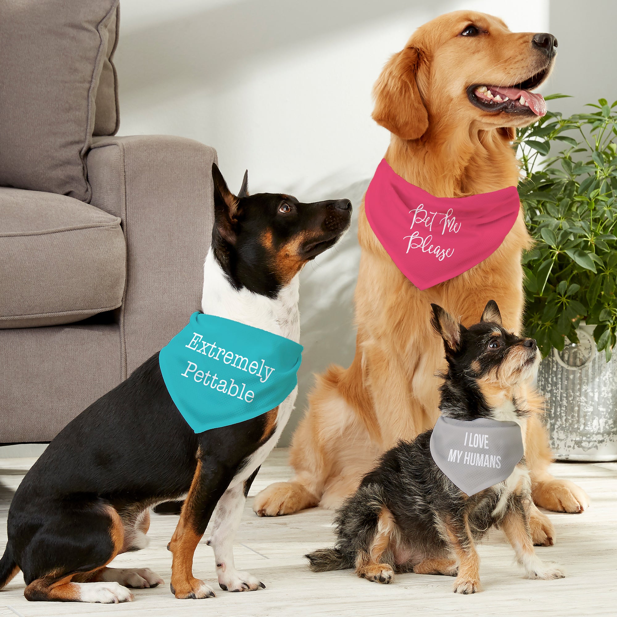 19041 - Pet Expressions Personalized Dog Bandana