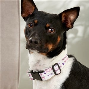 Pawfect Pet Personalized Dog Collar - Small/Medium - 41432-S